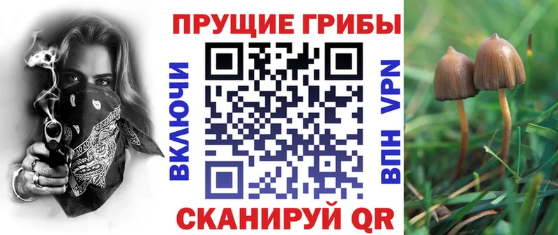 Галлюциногенные грибы Psilocybine cubensis Салаир