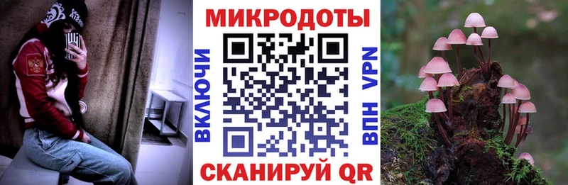 Купить  Салаир  Галлюциногенные грибы мицелий 
